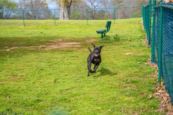 Community Dog Park